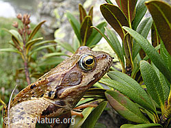 F035901: Grasfrosch (Rana temporaria)