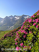 Foto: Alpenrosen