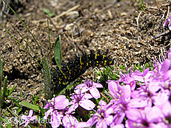 Raupe des Veilchen-Scheckenfalters (Hypodryas cynthia) auf behaartem Blatt