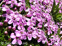 Photo: Kalk-Polsternelke