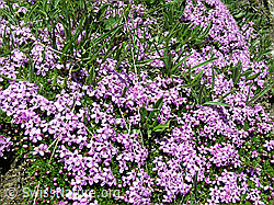 Photo: Kalk-Polsternelke