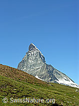 F037091: Matterhorn mir grüner Alpweide