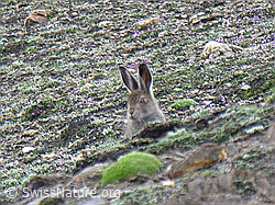Photo: Schneehase (Lepus timidus), beobachtend