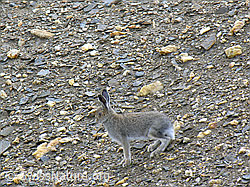 Photo: Schneehase (Lepus timidus), hoppelnd