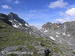 F037303: Blattjegrat, Mättital