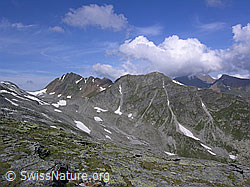 F037304: Blattjegrat, Mättital