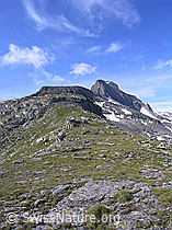 F037305: Blattjegrat, Hillegrat, Hillehorn