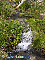 F037391: Wasserlauf mit kleinem Wasserfall im Mättital
