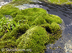 F037397: Wasserlauf umfliesst Moospolster