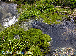 F037398: Quellwasser im Mättital