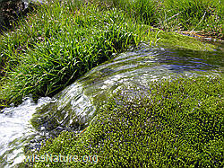 F037400: Wasserlauf zwischen Gras und Moos