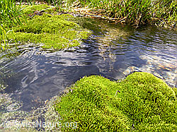 F037401: Wasserlauf umfliesst Moospolster