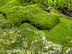 F037415: Hellgrünes Moospolster am Wasser