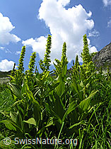 Foto: Gewöhnlicher Germer