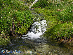 F037457: Mättital: Wasserlauf mit kleinem Absatz zwischen Gras und Moos