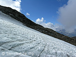 F038100: Jahrringe auf dem Rappegletscher