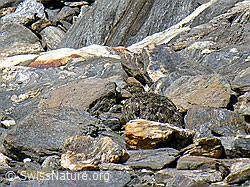 Foto: Getarntes Schneehuhn (Lagopus mutus)