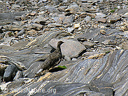 Foto: Schneehuhn (Lagopus mutus)  im Sommerkleid in natürlicher Umgebung