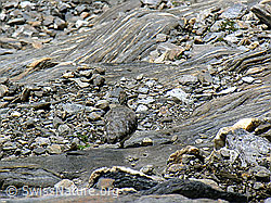 Foto: Alpenschneehuhn (Lagopus mutus) in Geröllhalde