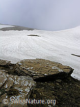 F038298: Felsplatten und grosses Schneefeld am Ammertenpass
