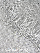 F038401: Struktur in Schneefeld