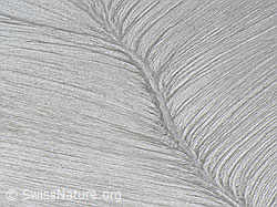 F038402: Struktur in Schneefeld