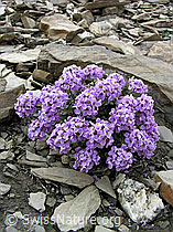 F038435: Kriechendes Täschelkraut (Thlaspi rotundifolium)