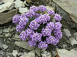 F038437: Kriechendes Täschelkraut (Thlaspi rotundifolium), Polster