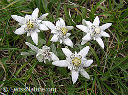 Photo: Mehrere Edelweiss