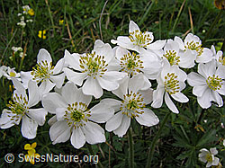 Photo: Anemone narcissiflora