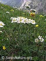 Photo: Anemone narcissiflora