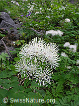 Foto: Akeleiblättrige Wiesenraute