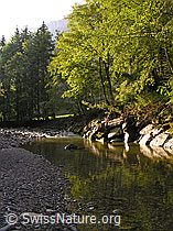 F038721: Morgenstimmung an der Emme