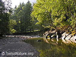 F038722: Morgen mit ruhigem Wasser der Emme