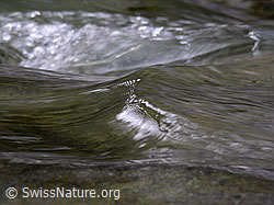 F038730: Kleine Welle in der Emme