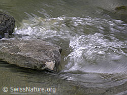F038731: Kleiner Wasserstrudel nach Stein im Emme