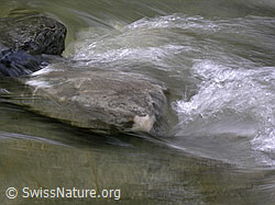 F038733: Kleiner Wasserstrudel nach Stein im Emme