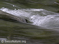 F038741: Kleiner Strudel in der Emme