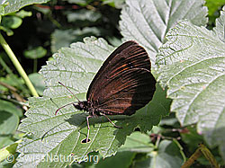 F038768: Gelbbindenmohrenfalter