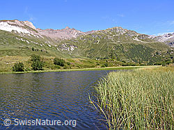 F039034: Am Halsesee im Binntal