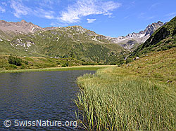 F039040: Halsesee im Sommer