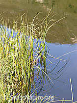 F039072: Spiegelung mit Gras