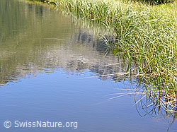 F039074: Uferbereich des Halsesees