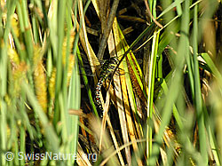 F039083: Libelle während Eiablage