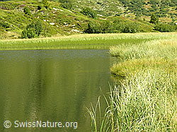 F039087: Halsesee, Binntal