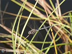 F039089: Libelle im Flug