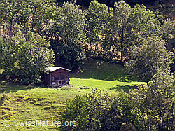 F039199: Stall bei Hockmatta (Hockmatte)