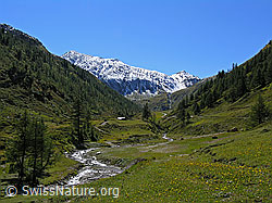 F039308: Saflischtal