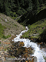 F039316: Bergbach im Saflischtal