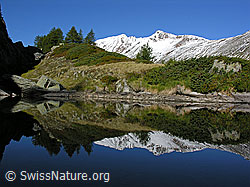 F039333: Spiegelung des Bättlihorns (Saflischtal) in kleinem Bergsee